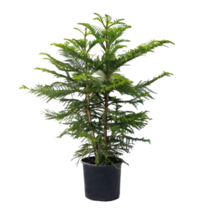 Island Pinetree nobg