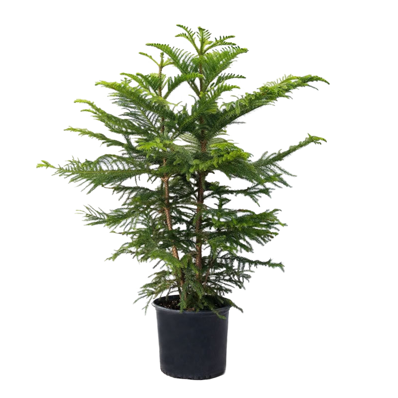 Island Pinetree nobg