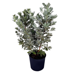 Silver Buttonwood No Bg