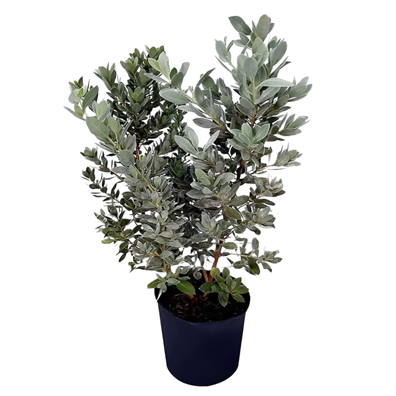 Silver Buttonwood No Bg